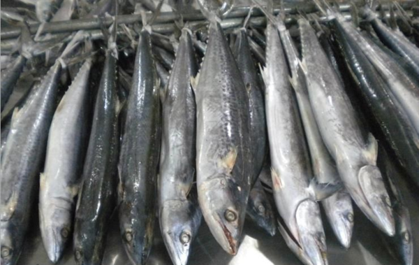 廣西北海的馬鮫魚質量好嗎
