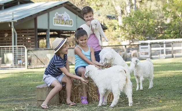 澳洲阿德莱德亲子游学在和小绵羊玩耍